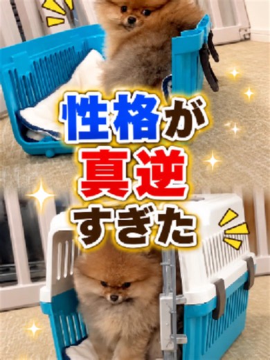 ポメラニアン兄弟のお迎え初日：性格が真逆すぎた瞬間