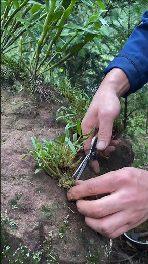 Learn short tutorial tips! growing dendrobium orchid plant on the rock with best method planting