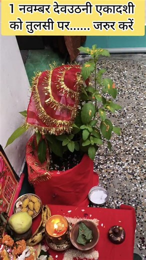 SSRD Vlogger on Instagram: "1 नवम्बर देवउठनी एकादशी को तुलसी पर...... जरुर करें ....... #ekadashi #devuthaniekadashi #tulsi #tulsivivah2025 #trending #viral #shorts #videos"