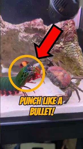 This Shrimp Punches Like a Bullet!