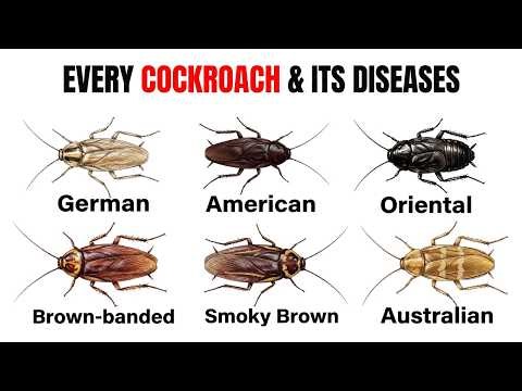 Every Type of Cockroach & Its Diseases Explained in 4 Minutes