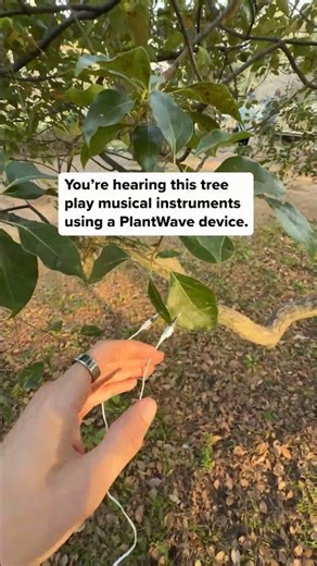 Will this tree sing? 🌳 In Japan, we recorded the bioelectric signals of a camphor tree