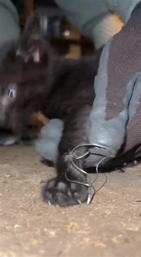 I found him tangled in wire 🥺 #rescueanimals