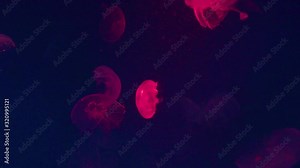 Moon Jellyfish (Aurelia aurita) blue tank's water background and illuminated color by light, increasing the contrast color between the jellyfish and dark background