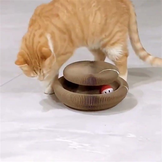 GRIFFOIR CHAT CARTON | GRIFFTOY™