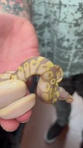 Banana morph ball pythons all on sale !!!!  | NJ Exotic Pets | Facebook