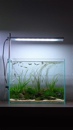 清流を再現#aquascape #アクアリウム #小型水槽