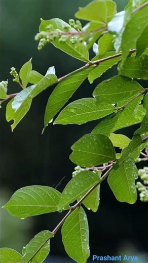 Save the nature🌿🍃 🌱🌳🌍#gogreen#love the nature#afforestation #hindipoetry