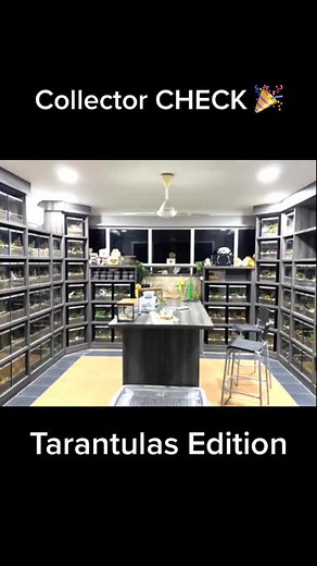 Exotic Tarantula Collector Showcase