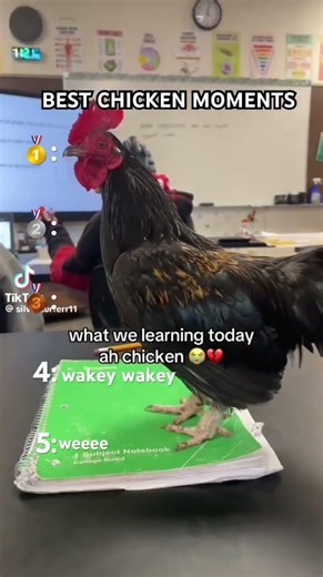 BEST CHICKEN MOMENTS #chicken #funny #comedy #moments #best #fyp #tiktok #trending #memes