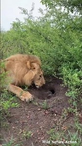 Lion dives into a porcupine burrow and ends up with quills packed all over its mouth 🦁🦔🔥 #animals