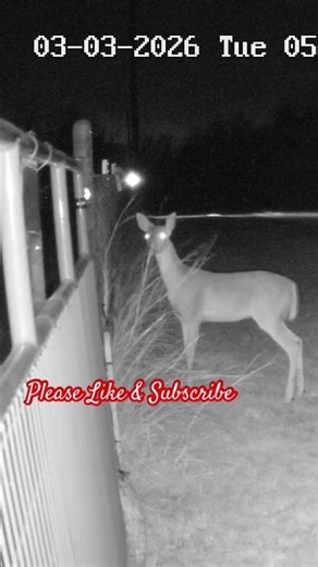Jumping the Fence #deer #whitetail #whitetaildoe #doe #wildlife