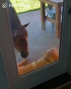This horse loves annoying Leia the dog! 🤣 | Newsflare