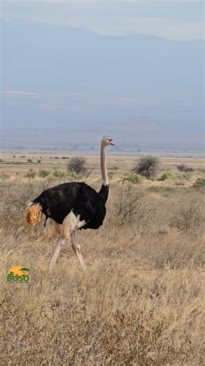 52 reactions | The mighty male ostrich, bold, fast, and fiercely protective. Known for his striking black and white feathers and powerful courtship dance, he truly rules the savannah. #Ostrich #AfricanSafari #WildlifePhotography #NatureLovers #ExploreAfrica #SafariExperience #AdventureAwaits #Wildlife #TravelAfrica #Wanderlust #NaturePhotography #bosotours #travelafrica2026 | Women Love Travel - Africa by Boso Tours | Facebook