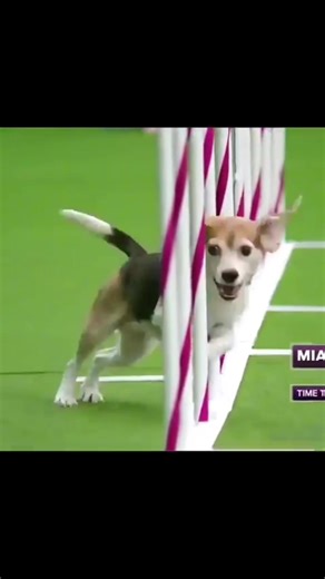 Adorable Beagle Shows Off Agility Skills!