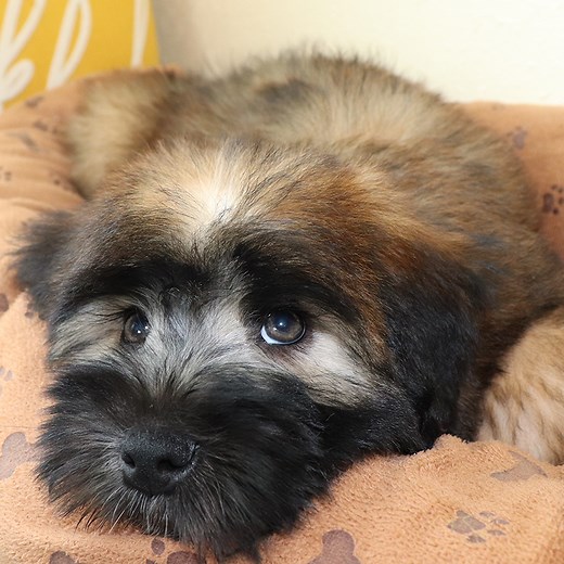 Get to know us - Fun Wheatens