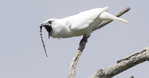 World’s loudest bird call sounds like a ‘sexy’ fire alarm to females - National | Globalnews.ca