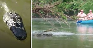 Guy tosses remote-controlled alligator head in river and gets the best of everybody