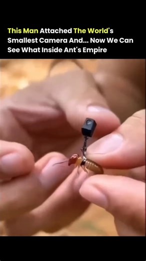 Business |Motivation | Money on Instagram: "You are looking at the hidden world of an ant empire, captured from the inside. By attaching one of the world’s smallest cameras, this researcher revealed what normally remains invisible beneath the soil. The footage shows ants moving through narrow tunnels, coordinating work, communicating through touch and chemical signals, and maintaining a complex underground city built entirely without sight. Inside the colony, every movement has purpose. Workers 