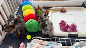 12K views · 625 reactions | Our 6 weeks olds just moved in to their new apartment! I think they are definitely liking it ! ❤️ | 10,000 Lakes Pomeranians | Facebook