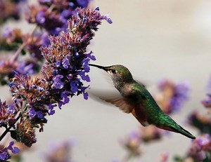 Curious Nature: Learning more about the mighty, tiny hummingbird