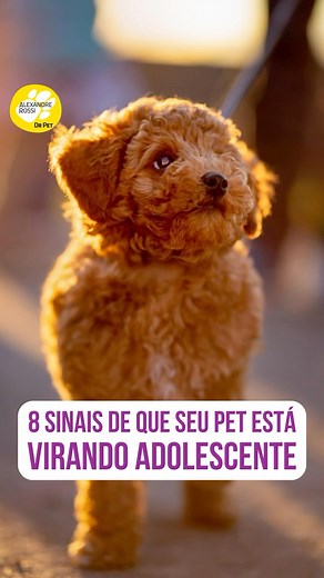 253 reactions · 4 comments | Seu pet anda mais teimoso? Parece que...