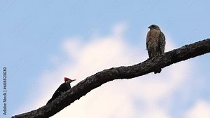 Pileated woodpecker trying to get a red-shouldered hawk to leave its nesting area in Florida