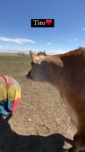 3.8K views · 632 reactions | Happy Cow Appreciation Day! Cows are loving, curious, playful, nurturing, and affectionate. They also have great memories and are extremely loyal. Cows love spending time with their family and also have best friends. They truly are just big grass puppies.殺 We love our amazing cow residents and are so happy that they have a forever home here at Luvin Arms!♥️ | Luvin Arms Animal Sanctuary | Facebook