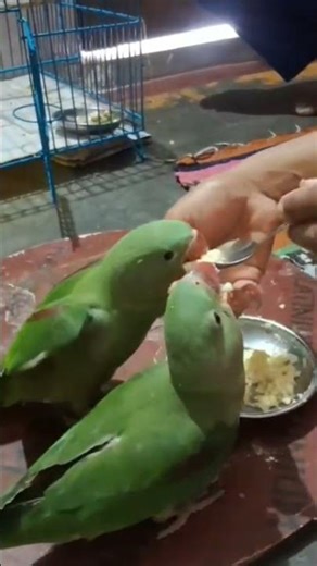 baby parrot shorts flying Parrot shorts #tota #parrottalking #parrotlover #babyparrot #parrot