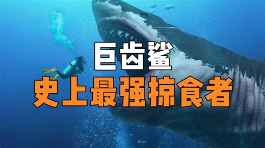 地球现存最大的掠食者 不仅物理配置顶级，还有极高的智商和战术素养！ #神奇动物在抖音#科普#抹香鲸