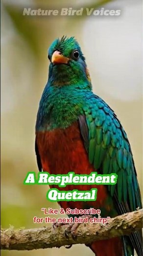 A Resplendent quetzal #birdsongs #birds