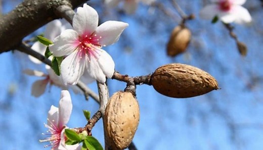 Almendro (Prunus dulcis). Características, Cultivo, Cuidados Y Usos