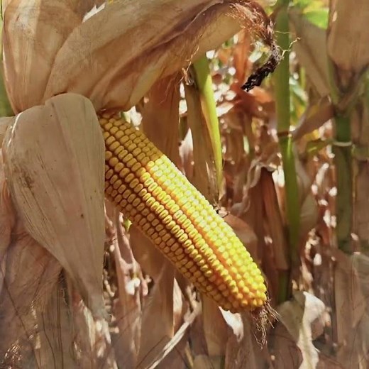 Pannar yellow maize shows the golden hues of harvest
