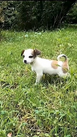 🆘 URGENT 6PM TOMORROW.. #helpdogs #savinganimals #rescuedog #dogrescue | Saving Shelter Dogs from Euthanasia