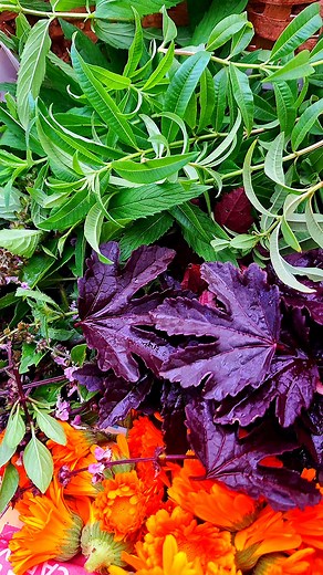 Our gorgeous Herbal Tisane is making its comeback soon — and honestly, I think this year’s batch might just outshine last year’s. 🌿 I’m already busy gathering the herbs: cranberry hibiscus, lemon verbena, clove basil, lemon basil, licorice basil, lime basil, blue spice basil, wild mint, and calendula — a fragrant mix that looks like summer and smells like calm. Each one brings its own charm. Cranberry hibiscus adds that deep crimson tang, the basils layer sweetness, spice, and warmth, while lem