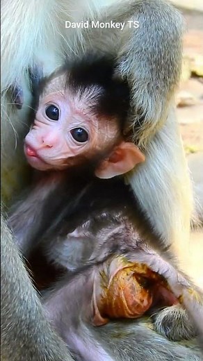 Million of pity on baby monkey diarrhea what happen on baby monkey