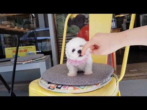Baby bichon frise video cutest puppy lovely puppy T
