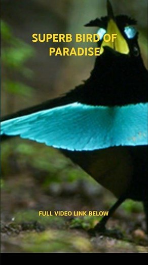 The Superb Bird of Paradise’s Epic Dance Show