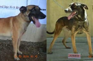 9 retiring police dogs up for adoption