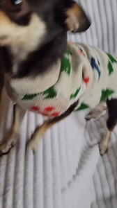 Personalized Dog Sweater, Personalized Pet Sweater, Personalized Dog Clothing, Puppy Sweater, Name Dog Sweater, Big and Small Dog Sweater - Etsy