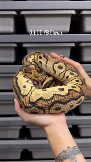 Ball Python | 0.1 OD YB Clown het Pied 🐍✨
