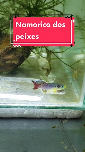 Acasalamento dos Peixes: Reprodução e Comportamento