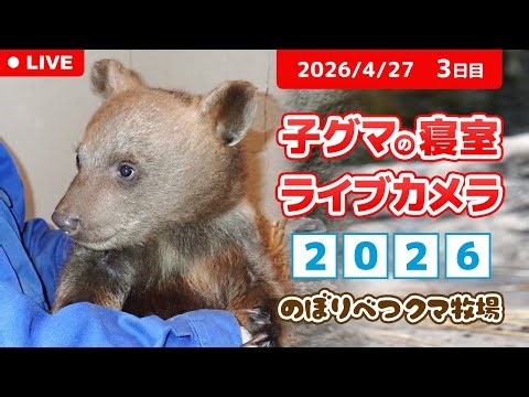 4月27日 子グマの寝室ライブカメラ のぼりべつクマ牧場