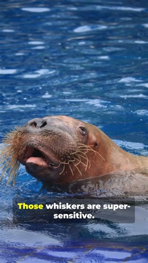 Do you know these facts about walruses? 😏 #animals #wildlifeentertainment #animalshorts #walruses