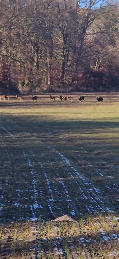 5.2K views · 27 reactions | Muflon | Hunting in Czech Republic | Facebook