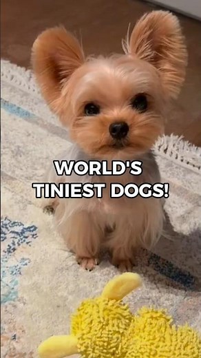 The Smallest Dog Breeds in the World #tinydog #dog #shorts