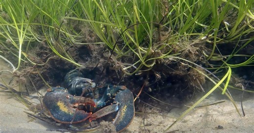 Ocean State: Rhode Island’s Wild Coast