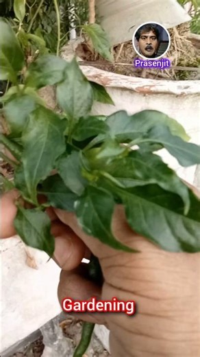 Garden decor / Decor garden / Gardening #shorts #viral #garden