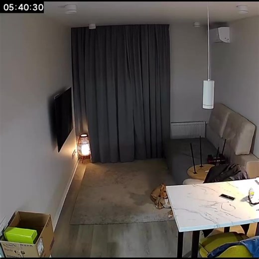 14 seconds before the explosion, the dog sensed it coming — and 3 seconds before, it went to hide