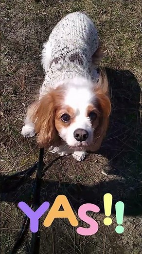 Fun Outdoor Dog Enrichment! 🌳 Circle Training for Focus & Exercise 🐶